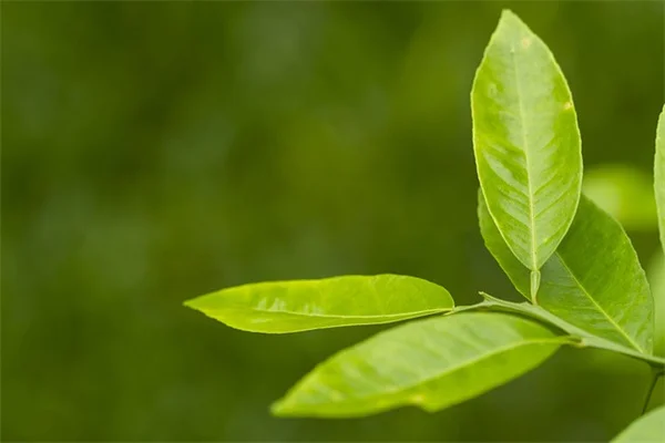 日陰の庭が一変！ハチドリを引き寄せる11の植物と育て方