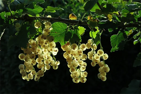 庭の植物で作る自然な卵染めのコツ