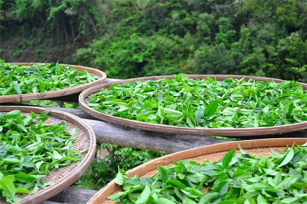 プランター野菜が枯れる原因は土選びにあった！失敗しない培養土の選び方