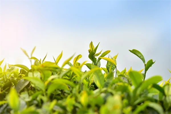 春の芝刈り前にやるべき、たった10ドルでできる刃のバランス調整