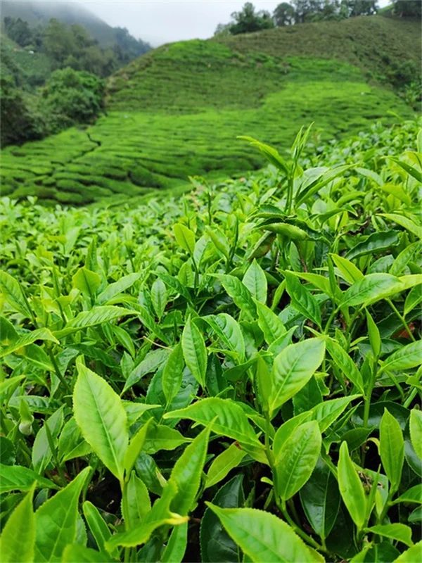 テキサスの日向植物、この選び方で失敗しない