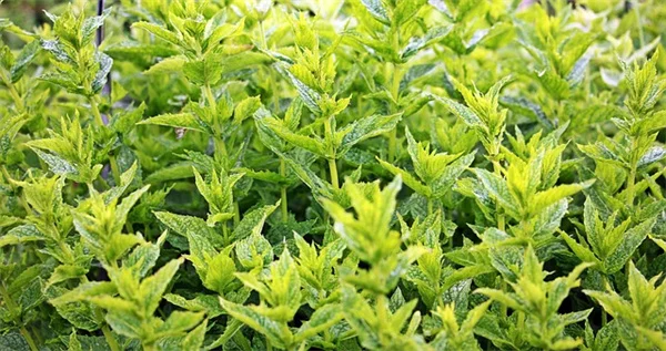 火焰芒草の育て方と剪定時期、紅葉を楽しむコツ